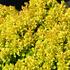 dristal-thunberguv-tiny-gold.jpg