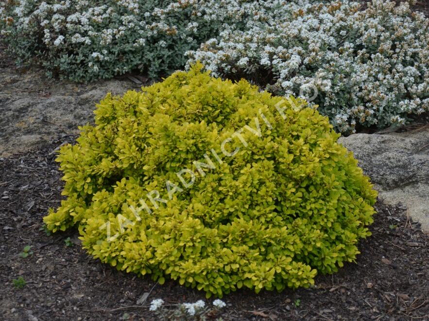 Dřišťál Thunbergův 'Tiny Gold' - Berberis thunbergii 'Tiny Gold'
