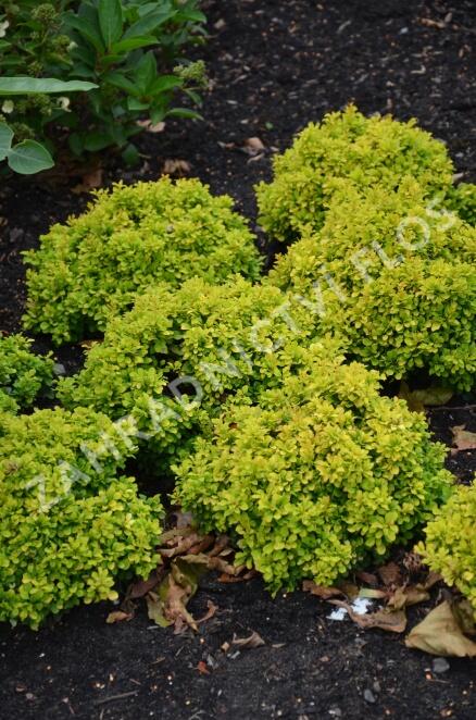 Dřišťál Thunbergův 'Tiny Gold' - Berberis thunbergii 'Tiny Gold'