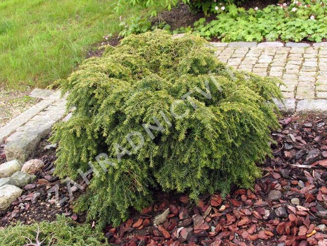 Jedlovec kanadský 'Jeddeloh' - Tsuga canadensis 'Jeddeloh'