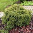Jedlovec kanadský 'Jeddeloh' - Tsuga canadensis 'Jeddeloh'