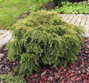 Jedlovec kanadský 'Jeddeloh' - Tsuga canadensis 'Jeddeloh'