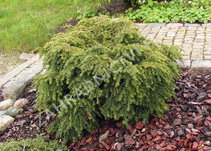 Jedlovec kanadský 'Jeddeloh' - Tsuga canadensis 'Jeddeloh'