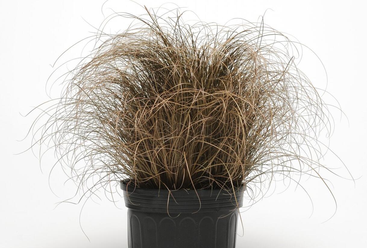Ostřice chocholatá 'Bronco' - Carex comans 'Bronco'