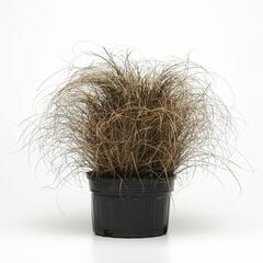 Ostřice chocholatá 'Bronco' - Carex comans 'Bronco'