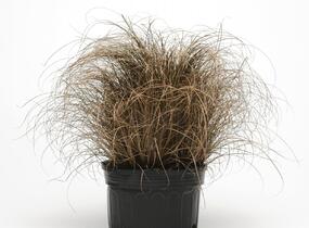 Ostřice chocholatá 'Bronco' - Carex comans 'Bronco'