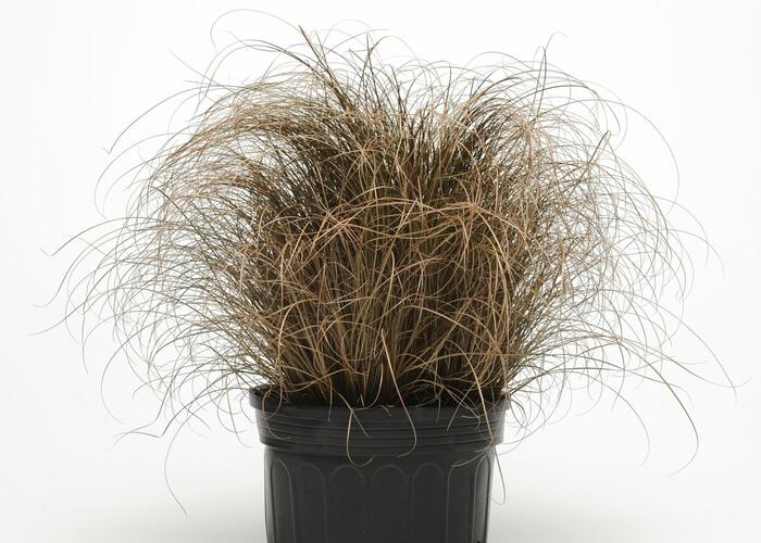 Ostřice chocholatá 'Bronco' - Carex comans 'Bronco'