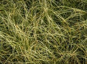 Ostřice chocholatá 'Amazon Mist' - Carex comans 'Amazon Mist'