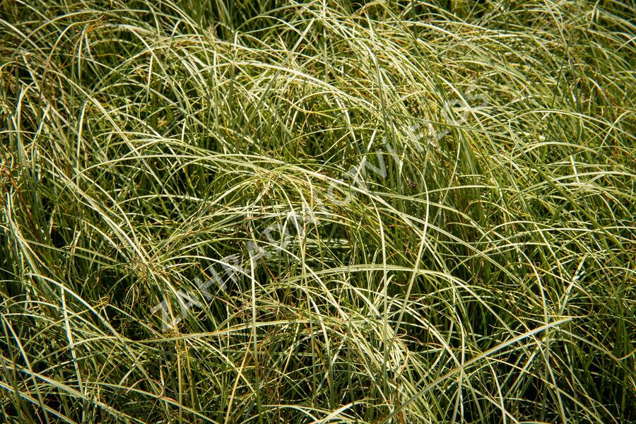 Ostřice chocholatá 'Amazon Mist' - Carex comans 'Amazon Mist'