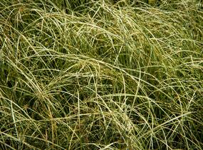 Ostřice chocholatá 'Amazon Mist' - Carex comans 'Amazon Mist'