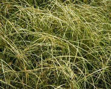 Ostřice chocholatá 'Amazon Mist'