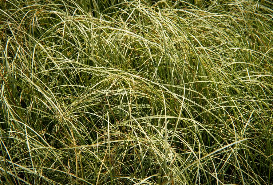 Ostřice chocholatá 'Amazon Mist' - Carex comans 'Amazon Mist'