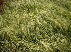 Ostřice chocholatá 'Amazon Mist' - Carex comans 'Amazon Mist'