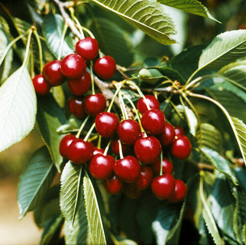 Třešeň pozdní - chrupka 'Hedelfingenská' - Prunus avium 'Hedelfingenská'