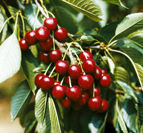 Třešeň pozdní - chrupka 'Hedelfingenská' - Prunus avium 'Hedelfingenská'