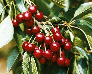 Třešeň pozdní chrupka 'Hedelfingenská'