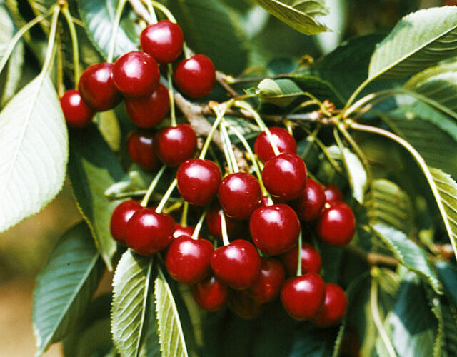 Třešeň pozdní - chrupka 'Hedelfingenská' - Prunus avium 'Hedelfingenská'