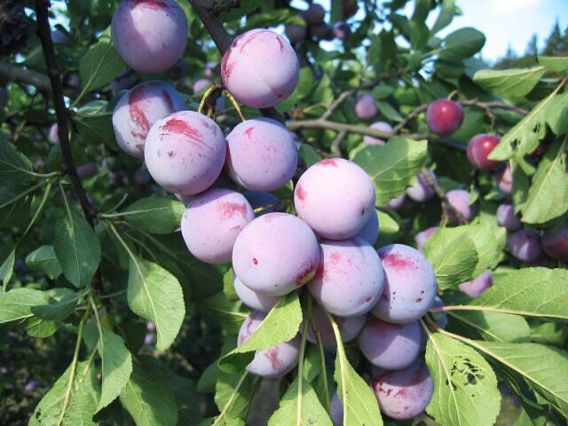 Renklóda středně raná 'Althanova' - Prunus domestica 'Althanova'