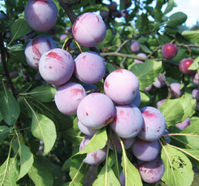 Renklóda středně raná 'Althanova' - Prunus domestica 'Althanova'