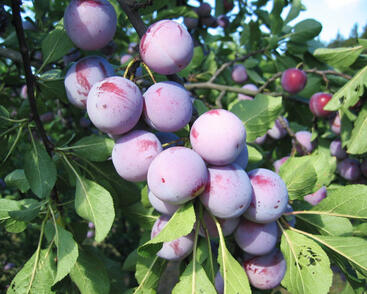 Renklóda středně raná 'Althanova'