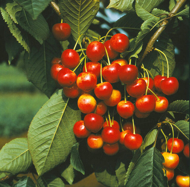 Třešeň středně raná chrupka 'Napoleonova' - Prunus avium 'Napoleonova'