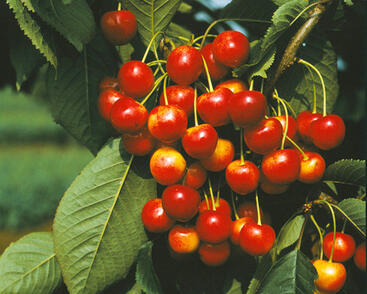 Třešeň středně raná chrupka 'Napoleonova'