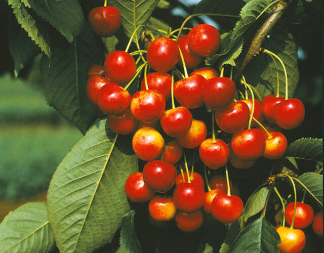 Třešeň středně raná - chrupka 'Napoleonova' - Prunus avium 'Napoleonova'