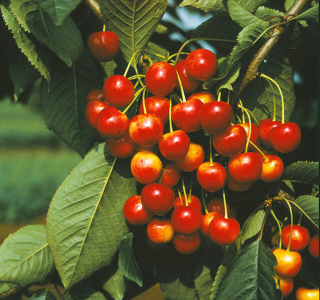 Třešeň středně raná chrupka 'Napoleonova' - Prunus avium 'Napoleonova'