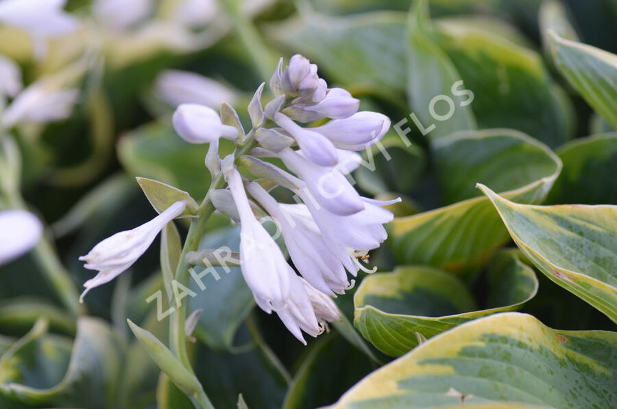 Bohyška 'Tokudama Flavocircinalis' - Hosta 'Tokudama Flavocircinalis'