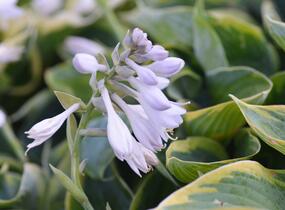 Bohyška 'Tokudama Flavocircinalis' - Hosta 'Tokudama Flavocircinalis'