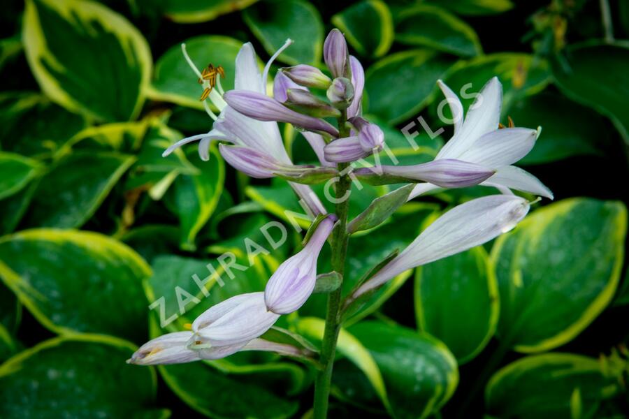 Bohyška 'Tokudama Flavocircinalis' - Hosta 'Tokudama Flavocircinalis'