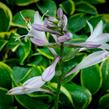 Bohyška 'Tokudama Flavocircinalis' - Hosta 'Tokudama Flavocircinalis'