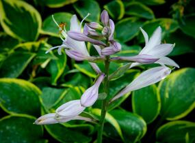 Bohyška 'Tokudama Flavocircinalis' - Hosta 'Tokudama Flavocircinalis'