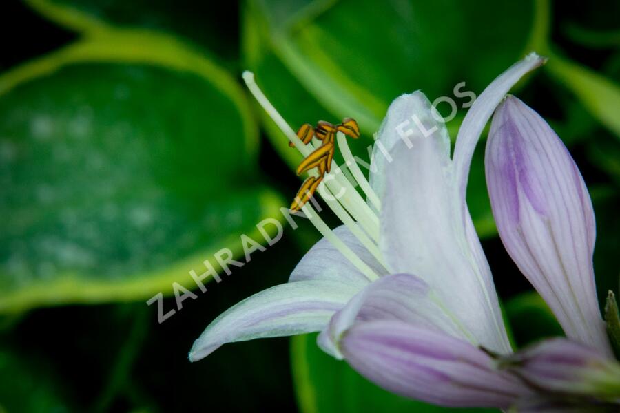 Bohyška 'Tokudama Flavocircinalis' - Hosta 'Tokudama Flavocircinalis'