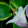 Bohyška 'Tokudama Flavocircinalis' - Hosta 'Tokudama Flavocircinalis'