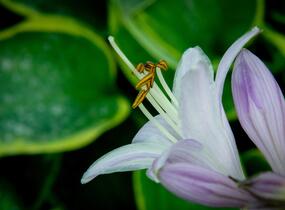 Bohyška 'Tokudama Flavocircinalis' - Hosta 'Tokudama Flavocircinalis'