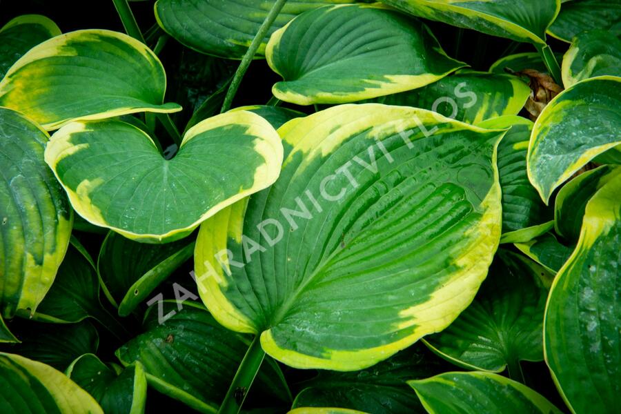 Bohyška 'Tokudama Flavocircinalis' - Hosta 'Tokudama Flavocircinalis'