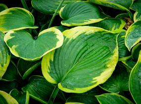 Bohyška 'Tokudama Flavocircinalis' - Hosta 'Tokudama Flavocircinalis'