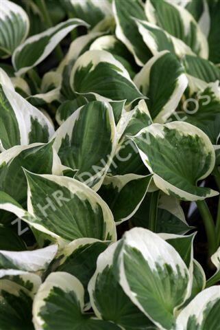 Bohyška 'Minuteman' - Hosta 'Minuteman'