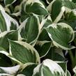 Bohyška 'Minuteman' - Hosta 'Minuteman'