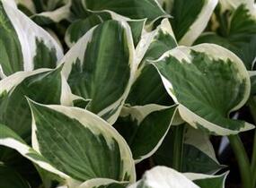 Bohyška 'Minuteman' - Hosta 'Minuteman'