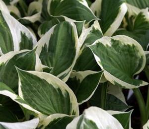 Bohyška 'Minuteman' - Hosta 'Minuteman'