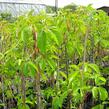 Přísavník pětilistý, loubinec - Parthenocissus quinquefolia