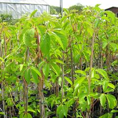 Přísavník pětilistý, loubinec - Parthenocissus quinquefolia