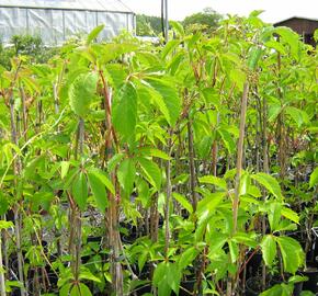 Přísavník pětilistý, loubinec - Parthenocissus quinquefolia