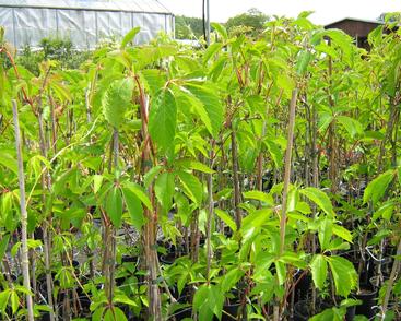 Přísavník pětilistý, loubinec