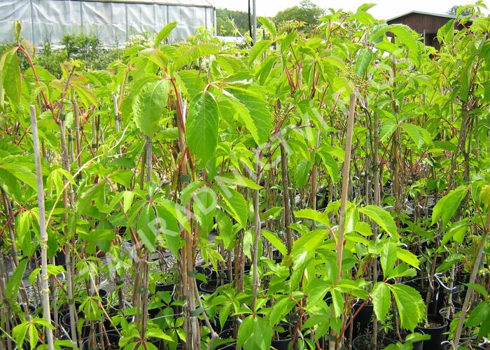 Přísavník pětilistý, loubinec - Parthenocissus quinquefolia