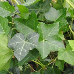 Břečťan popínavý 'Hibernica' - Hedera helix 'Hibernica'