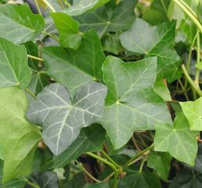 Břečťan popínavý 'Hibernica' - Hedera helix 'Hibernica'