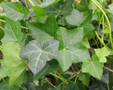 Břečťan popínavý 'Hibernica'